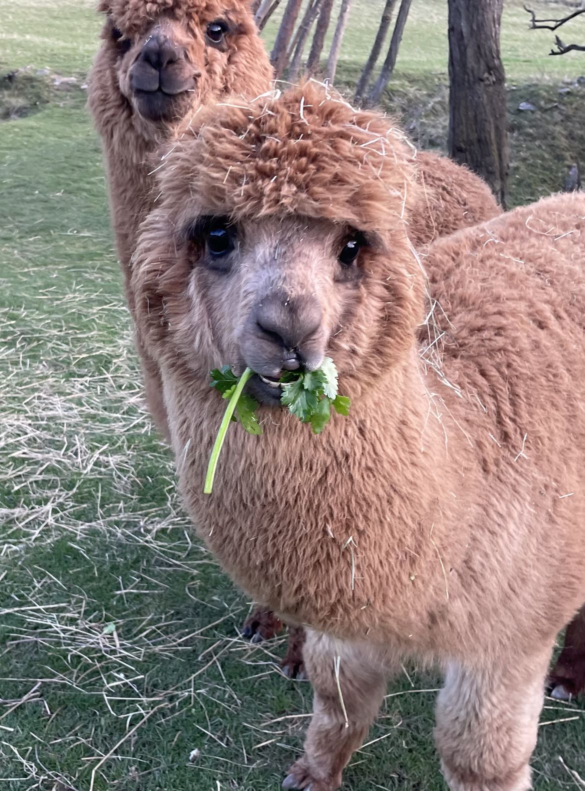 Kräuterwanderung pilpintu