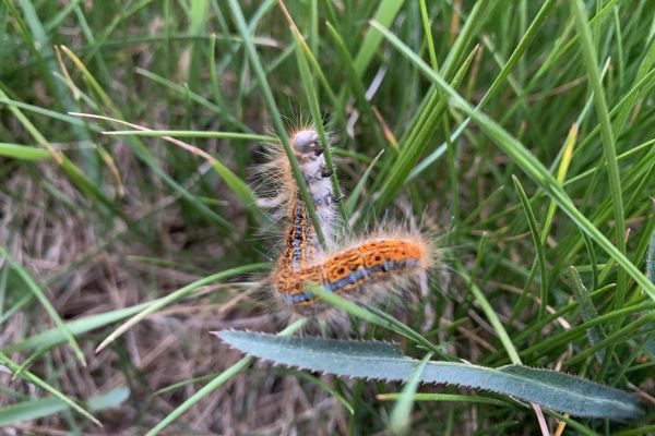 Naturakademie Alpaka-Wiese